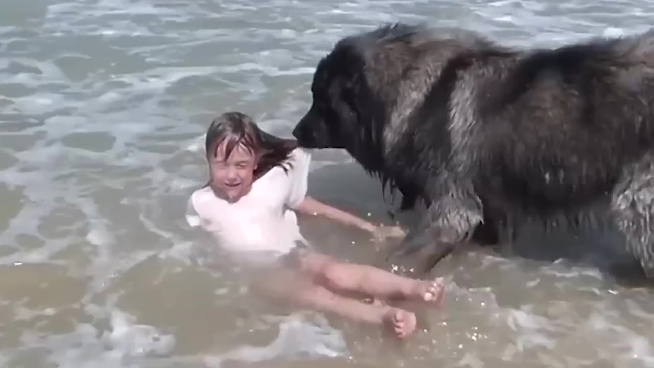 Amazing dog 🐕 rescues little girl. ❤️