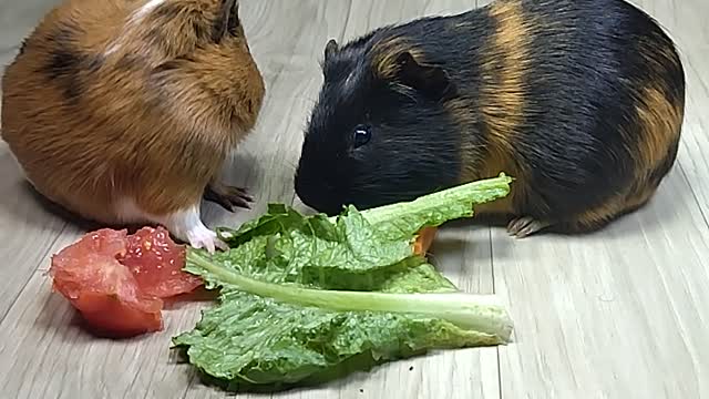 Cute Guinea Pig Eating Vegetables