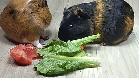 Cute Guinea Pig Eating Vegetables