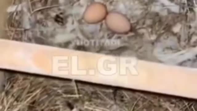 ΥΠΑΡΧΕΙ ΟΡΓΑΝΩΜΕΝΟ ΣΧΕΔΙΟ ΠΛΗΓΜΑΤΟΣ ΣΤΑ ΠΟΥΛΕΡΙΚΑ