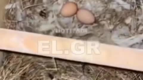 ΥΠΑΡΧΕΙ ΟΡΓΑΝΩΜΕΝΟ ΣΧΕΔΙΟ ΠΛΗΓΜΑΤΟΣ ΣΤΑ ΠΟΥΛΕΡΙΚΑ