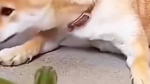 Dog fight with grasshopper #shorts #viral #shortsvideo #video