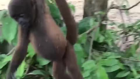 Monkey Sancho Peru 2020