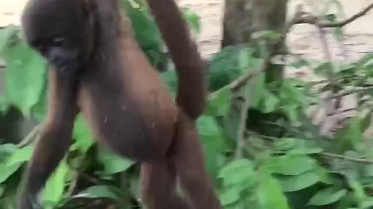 Monkey Sancho Peru 2020