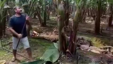 Banana cutting process #reels #reelsfbシ #trending #banana #bananatree #realbipuldas #reaction