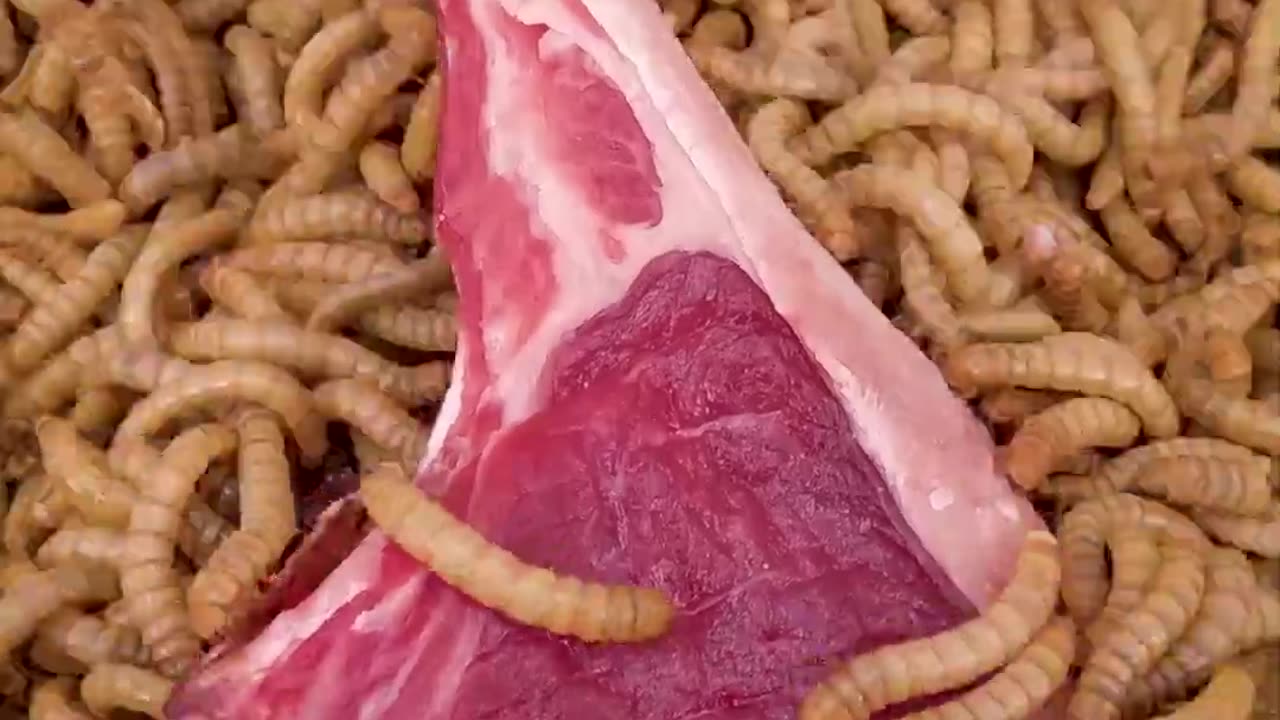 Worms vs lamb chop