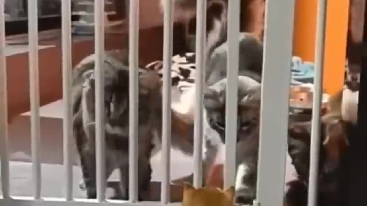 Funny Animal Videos 2024 Best Dogs And Cats Videos πΊπ #56,ghvbtyg