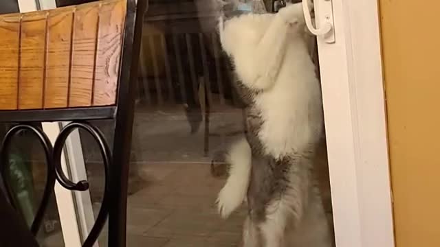 Husky Likes to Lick the Door