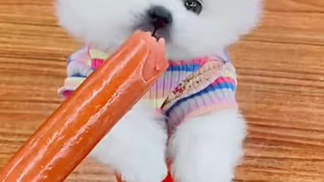 🐕Cute and Funny Dogs Videos Compilation 2021