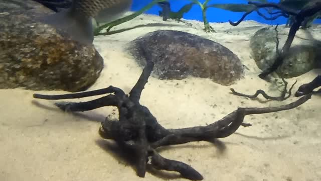 aquarium #fish #relaxingmusic #4k #aquariumrelax #coralreef #underwater