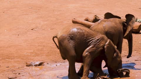 Baby Elephants Playing In The Mud