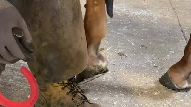 samdracottfarrier satisfyingvideos horse oddlysatisfying