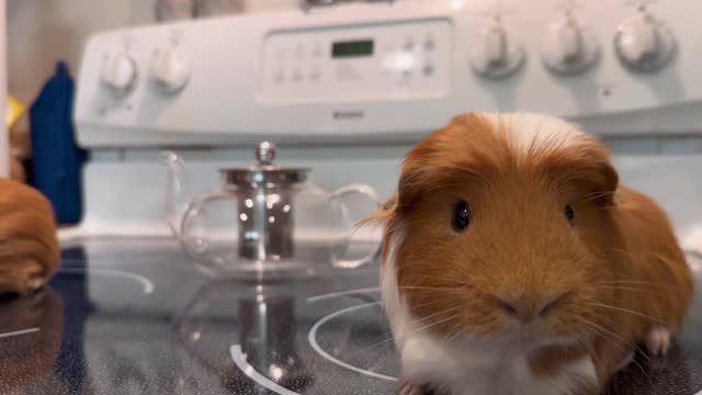 guinea pigs making tea