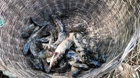 Dry Season Catch Fish from Hole