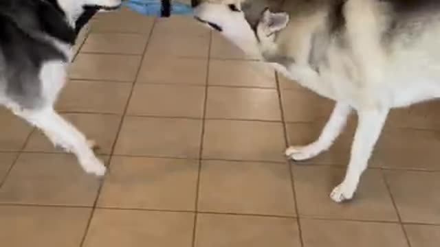 2 HUSKIES HAVE A POKEMON BATTLE!