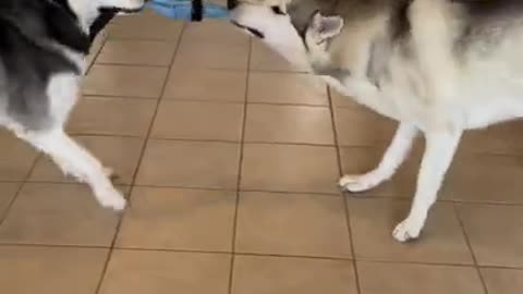 2 HUSKIES HAVE A POKEMON BATTLE!