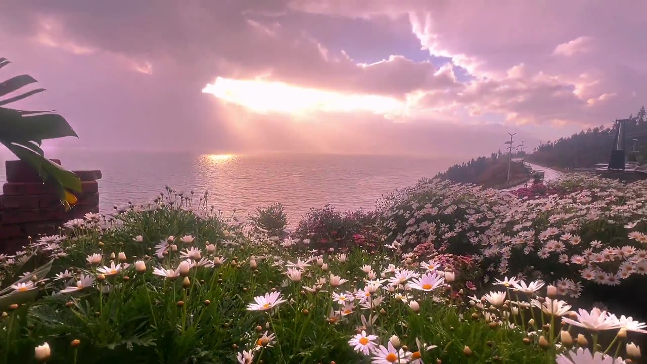 Look at the daisies in the rain