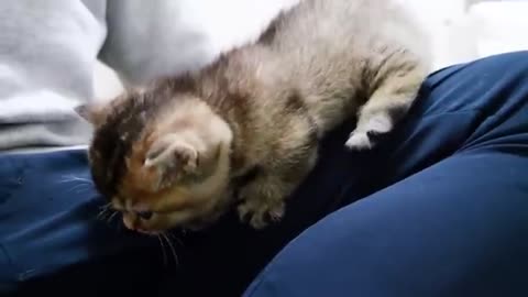 A kitten having a big adventure on owner's lap