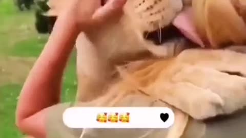 Funny Animals