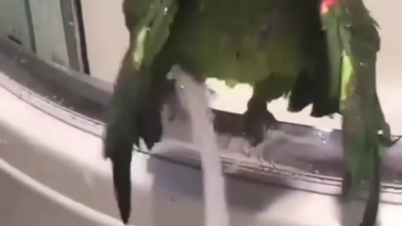 Funniest animals on the planet 🤣🤣