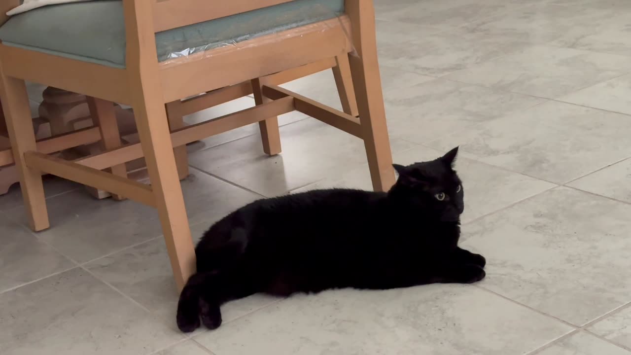 Adopting a Cat from a Shelter Vlog - Cute Precious Piper Looks She is Wearing Black Velvet