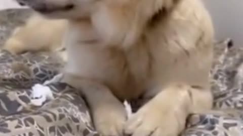 Funny Dog Videos#165 Try Not To Laugh😁😍😍 #shorts