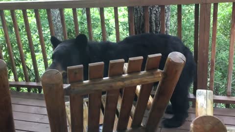 Momma Bear and Cub On Porch in Gatlinburg - BJBourg