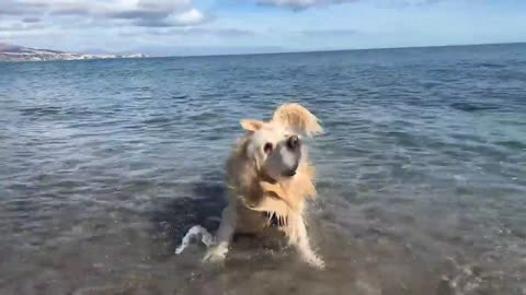 Golden Retriever Puppy First Time in the Sea!