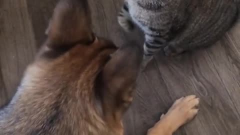 Beautiful dog and cat fighting 😍