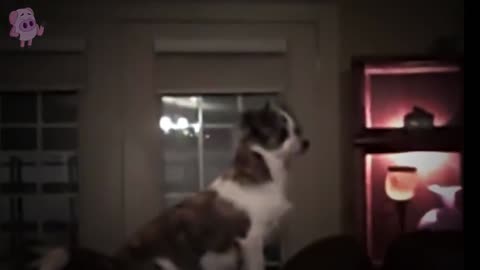 10 Pets That See Ghosts That Their Owners Can't