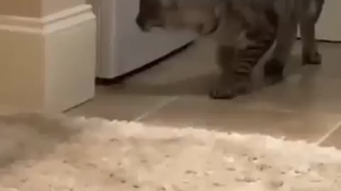 CATS ARE WEIRD!🐱😂🤷🏼‍♀️