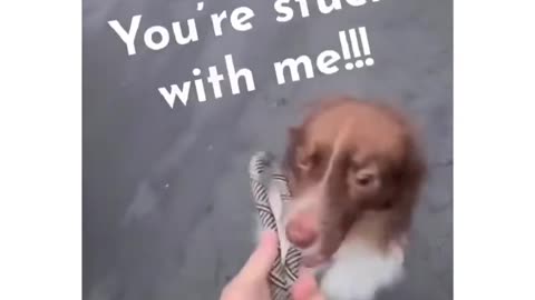 My human almost got away!