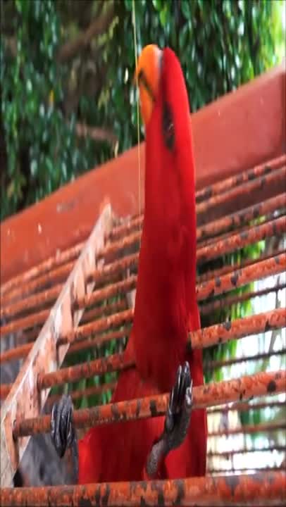 Red parrot in the normal self, parrots talking like humans