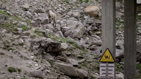 The incredible ibex defies gravity and climbs a dam | Forces of Nature with Brian Cox - BBC