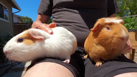 Do guinea pigs like to pet each other