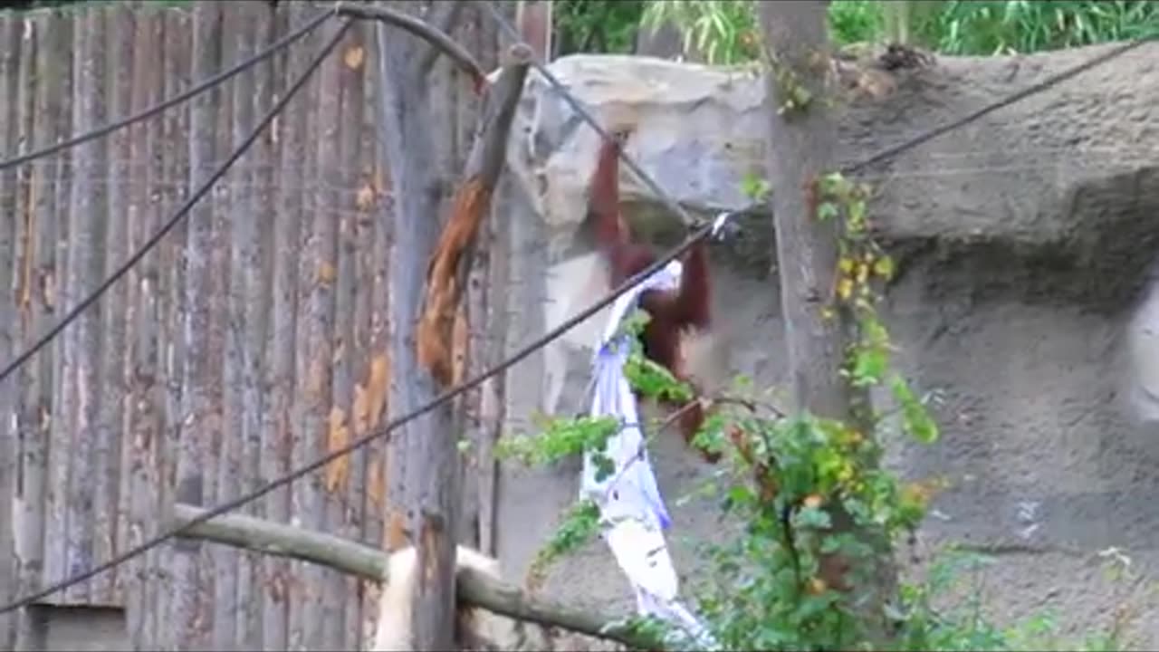 Orangutan 'dressed up for party' escapes the rain at Rostock Zoo