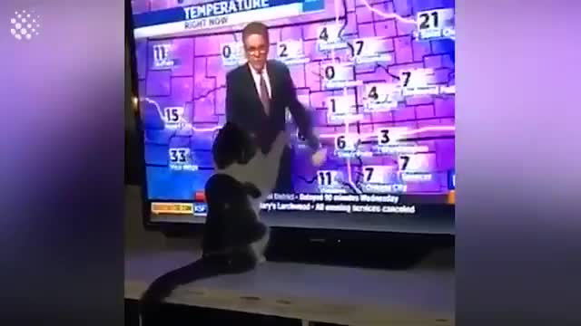 Viral Cat Video -Must see