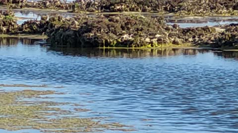 Headed to Streaky Bay, stopped off at a little estuary