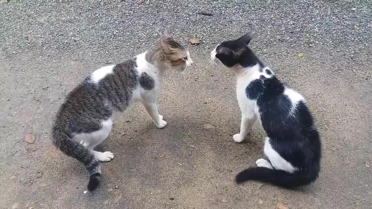 Viral Funny animals