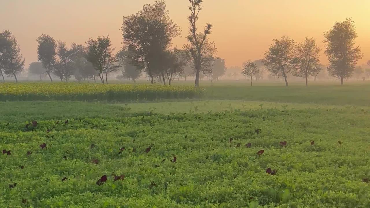 Our village evening nature beauty 🌾