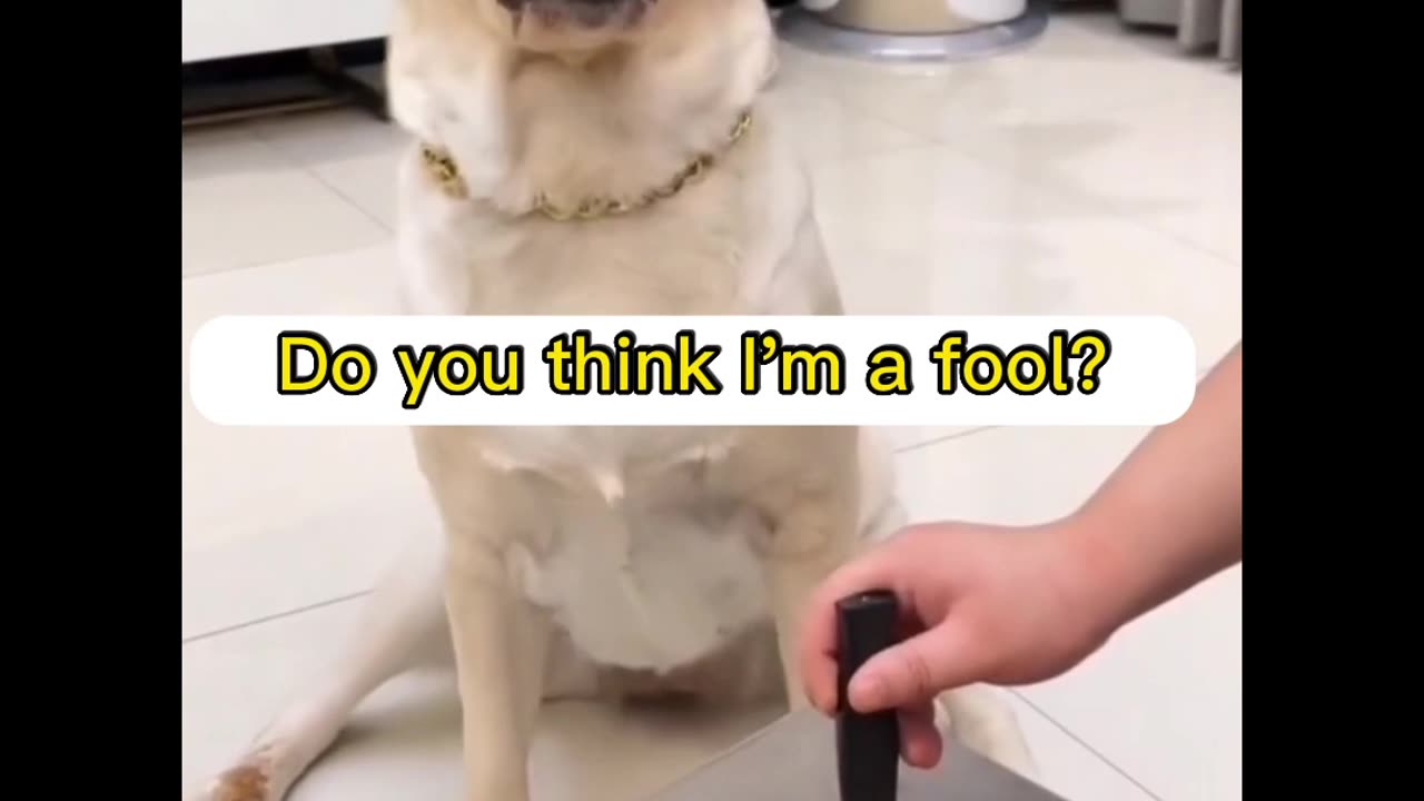 smart dog