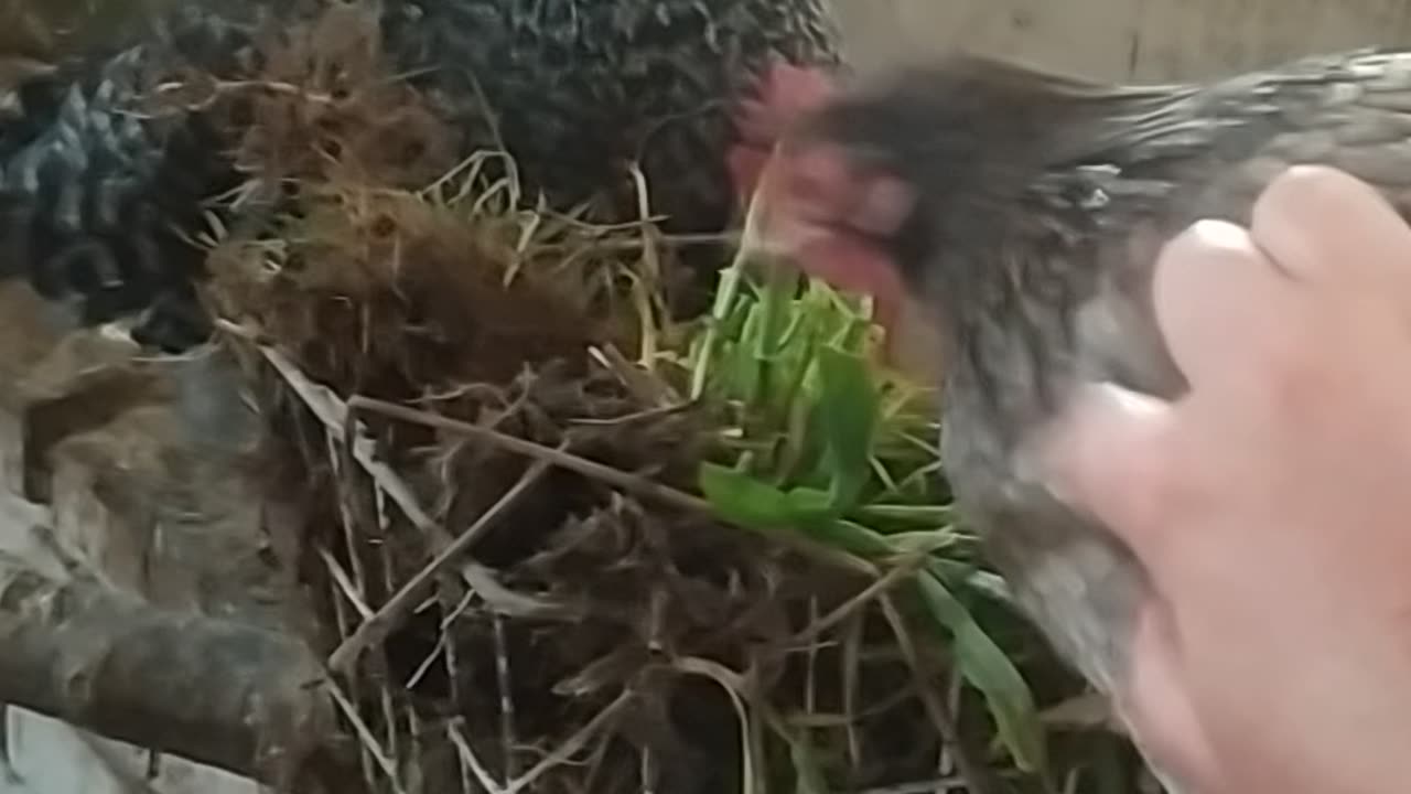 Chicken lunch 🐔🌼🐓🤍🐤