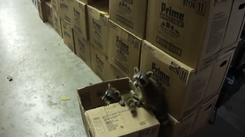 Baby Raccoons Found At Work