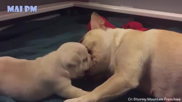 Cute mother dog protects and playing with their video