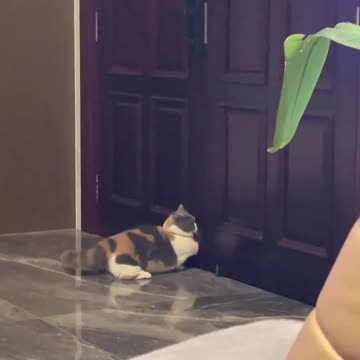 A Cat With Incredibly Short Legs...