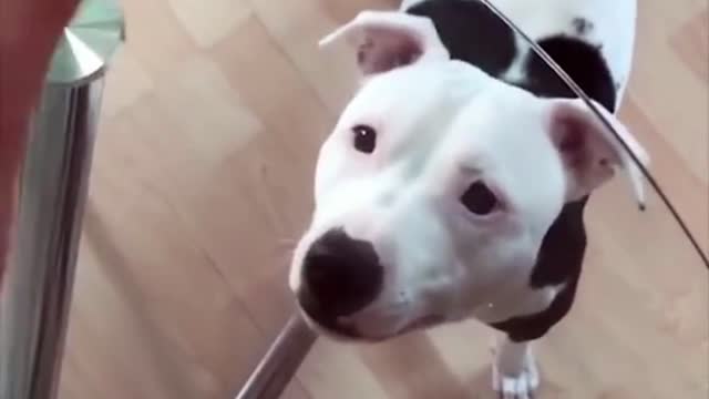 How to fun with dogs and enjoying like this funny dogs videos