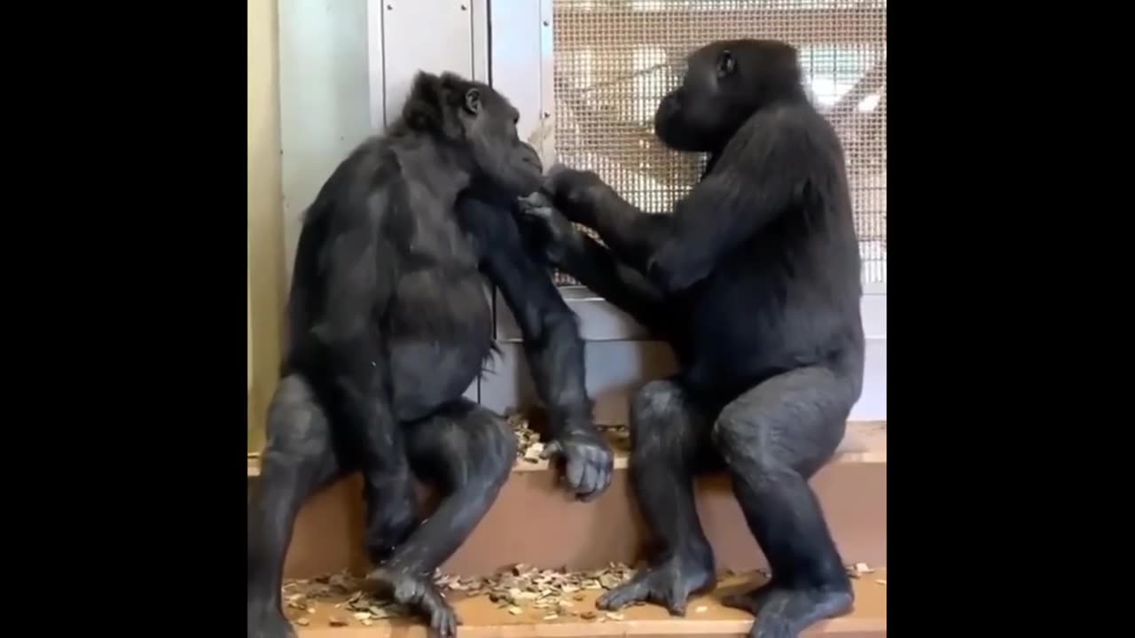 Laughing with the Primates: Funny Monkey Compilation