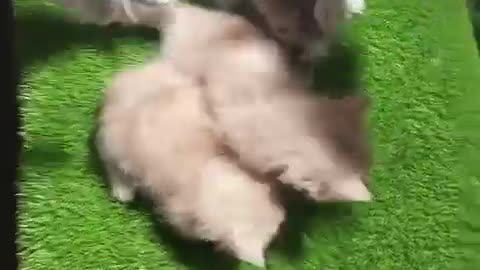 Beautiful Persian semi punch kittens