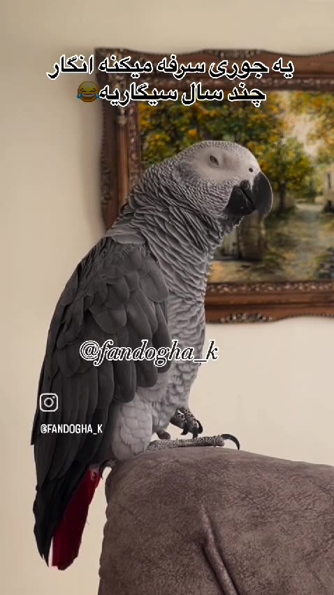 When your parrot decides to join the coughing contest! 😂🐦