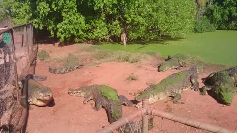 Crocodile bites foot off another crocodile